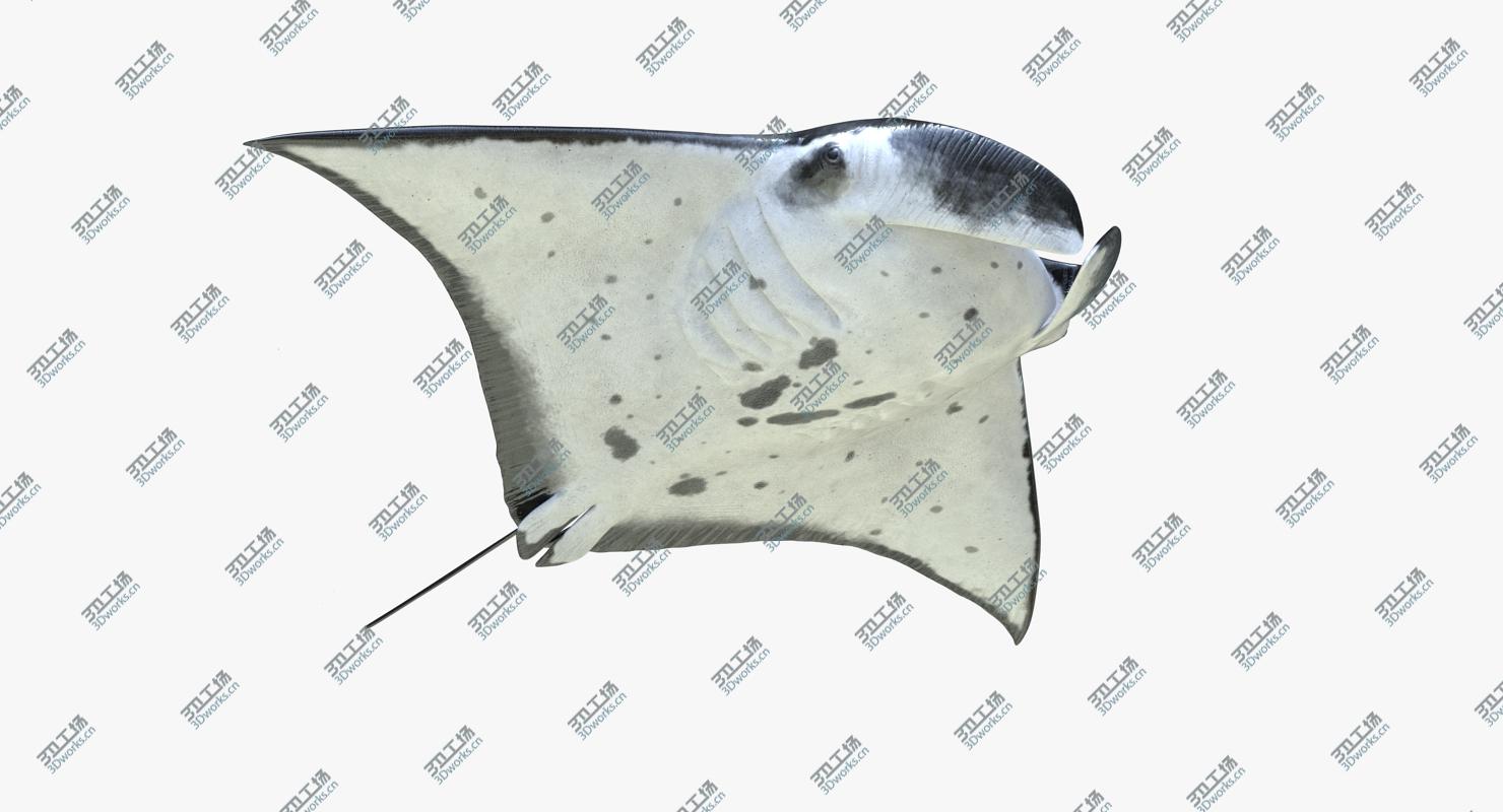 images/goods_img/20210319/Manta Ray Rigged for Maya/2.jpg